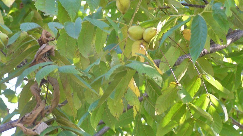 Сохнут листя у маньчжурського горіха