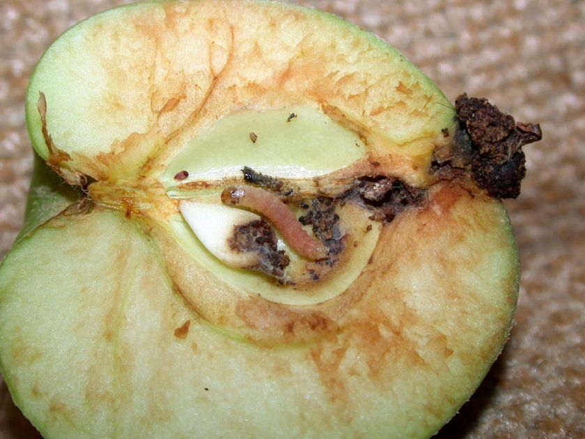 Яблунева плодожерка та ЇЇ личинка
