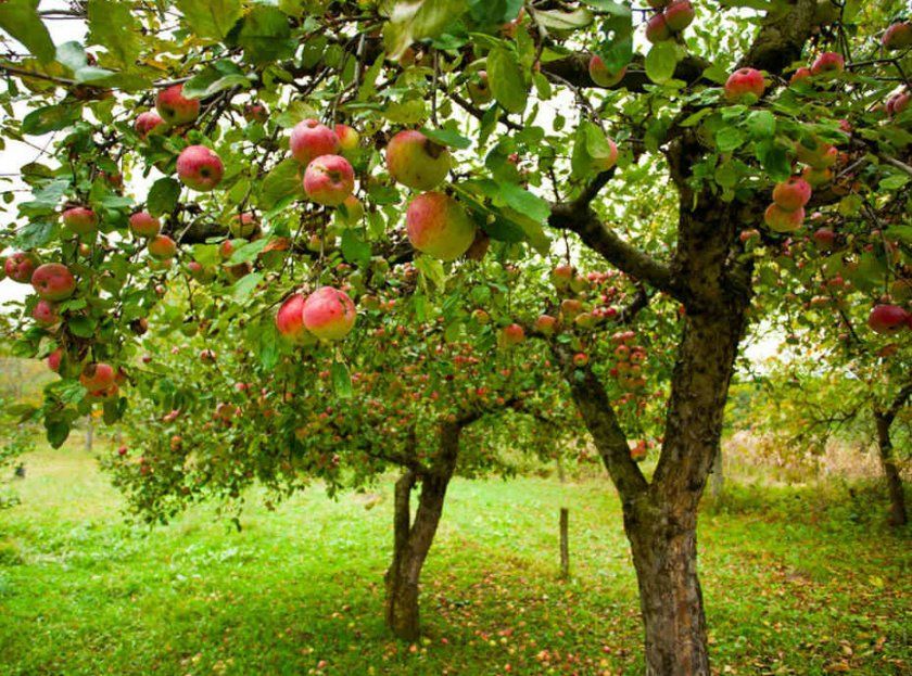 Сад з яблунями