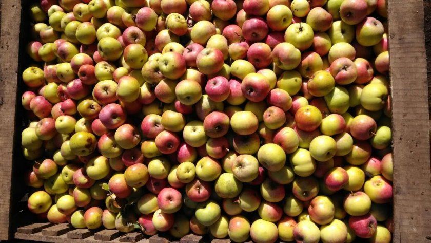 Урожай яблуні Кутузовец