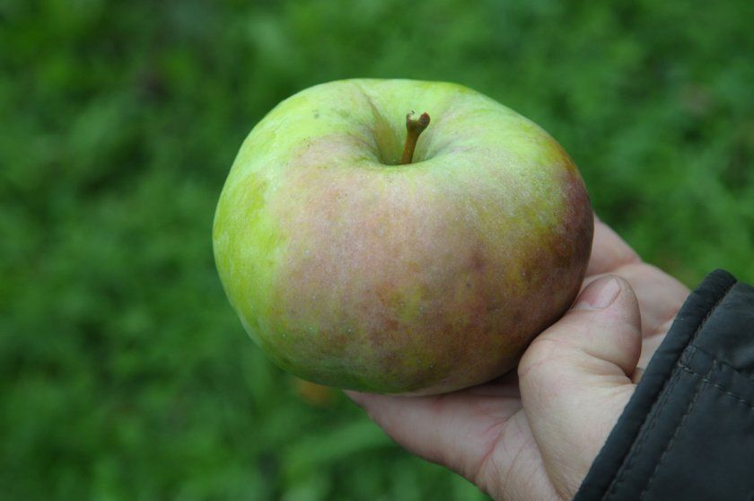 Яблуко сорту Кутузовец