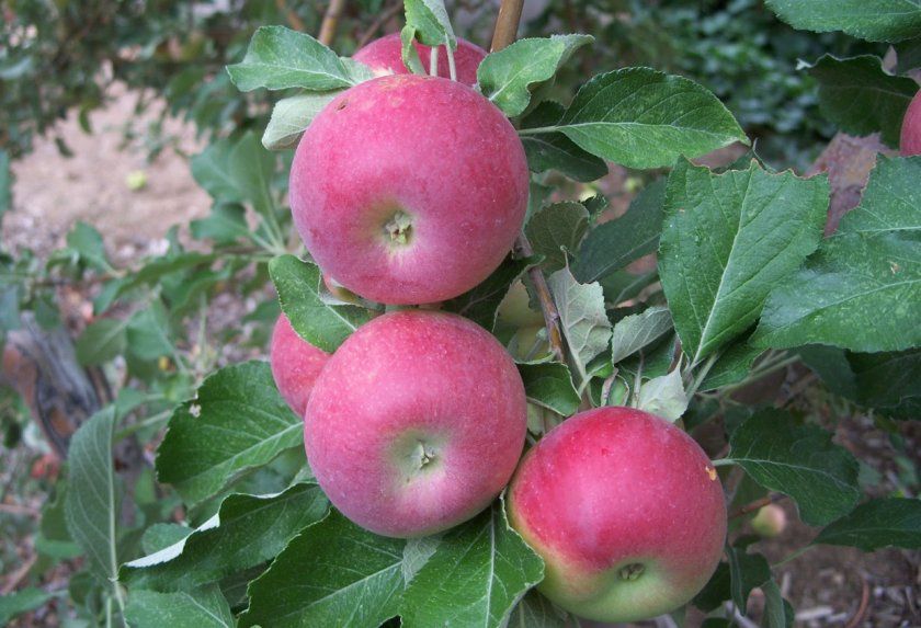 Плоди яблук Джонатан