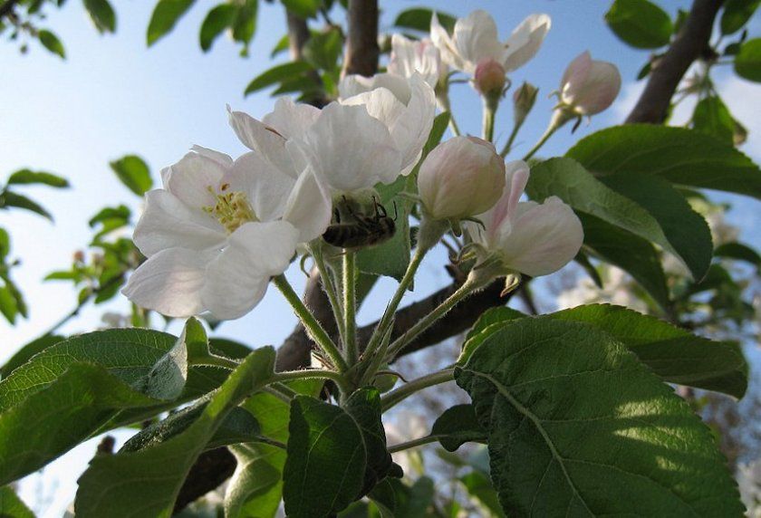 цвітіння яблуні