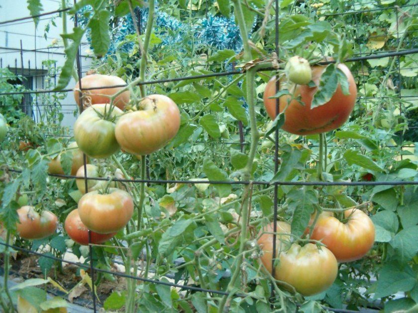 Сітка для підв'язування помідор