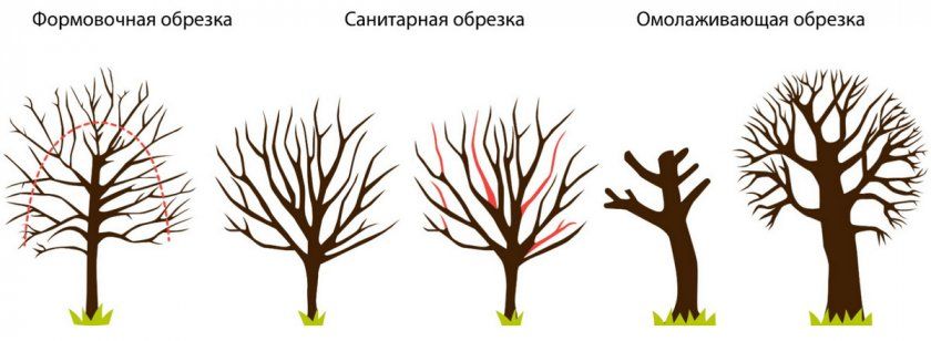 Обрізка черешневих дерев