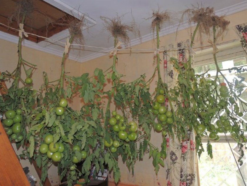 Дозаривание томатів на кущах