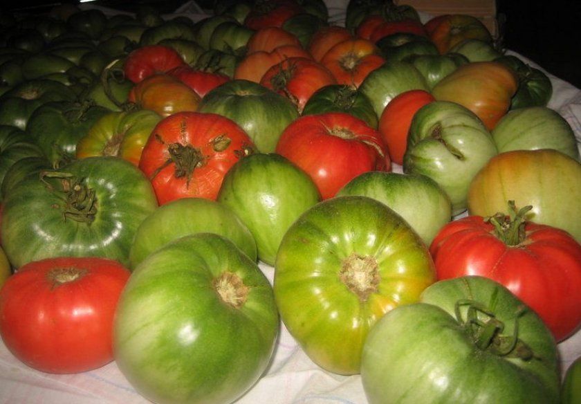 дозаривание томатів