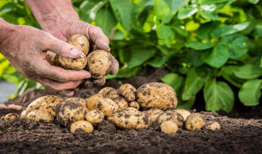 вирощування картоплі