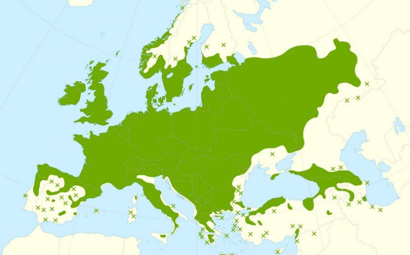 Ліщина в Європі
