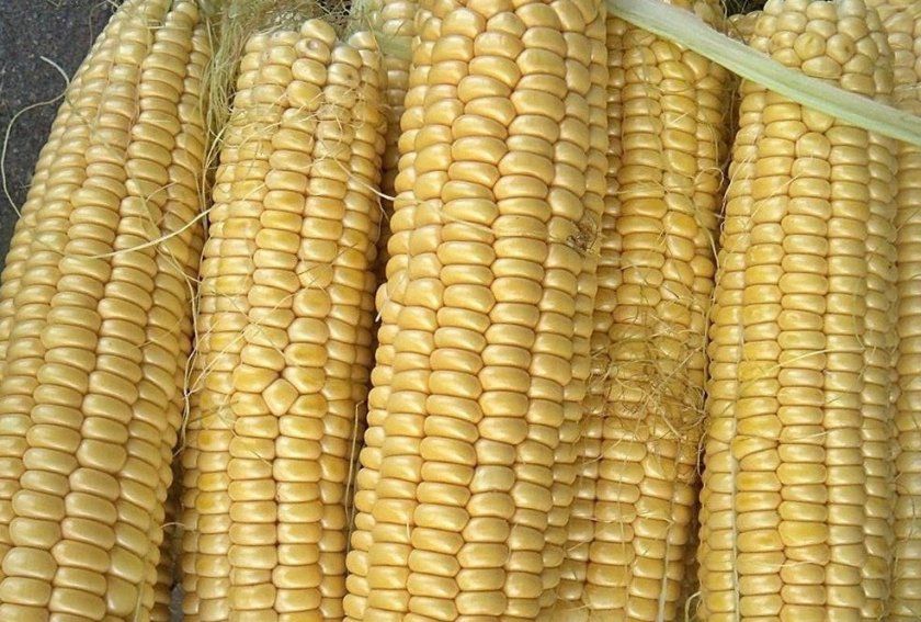 восковидная кукурудза