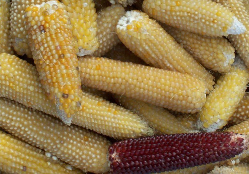 Лопающаяся кукурудза