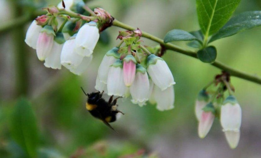 Бджола на квітці лохини