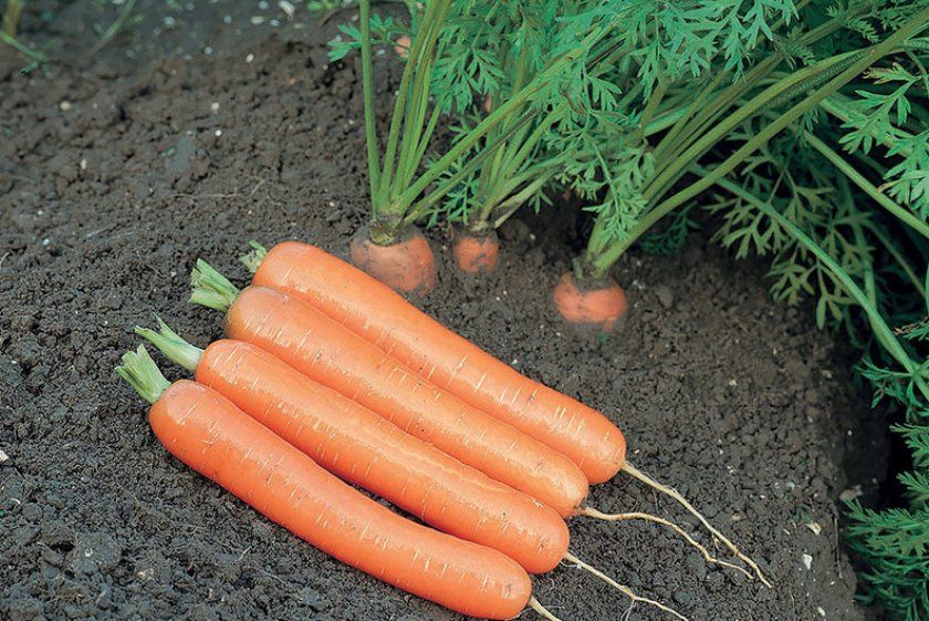 Морква сорти Дордонь