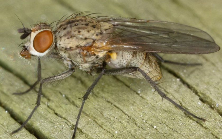 Цибулева муха