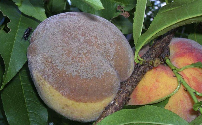 моніліоз персика