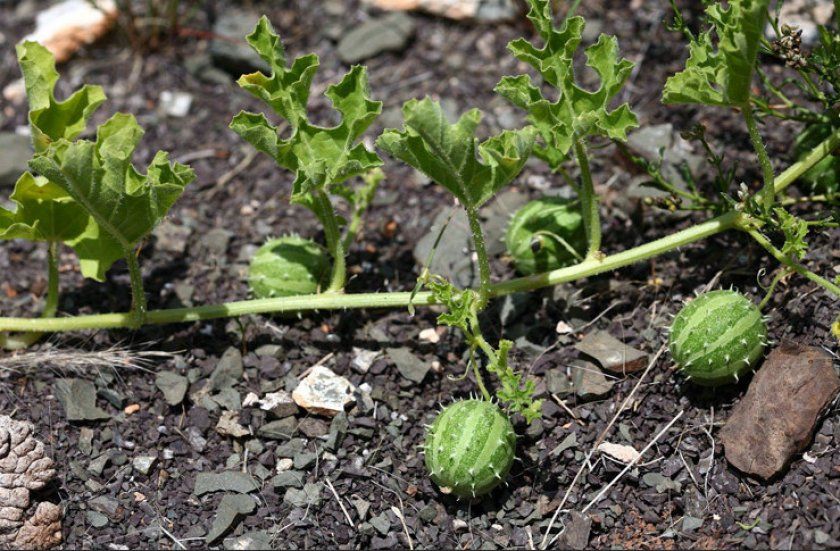Догляд при вирощуванні огірків Ангурия