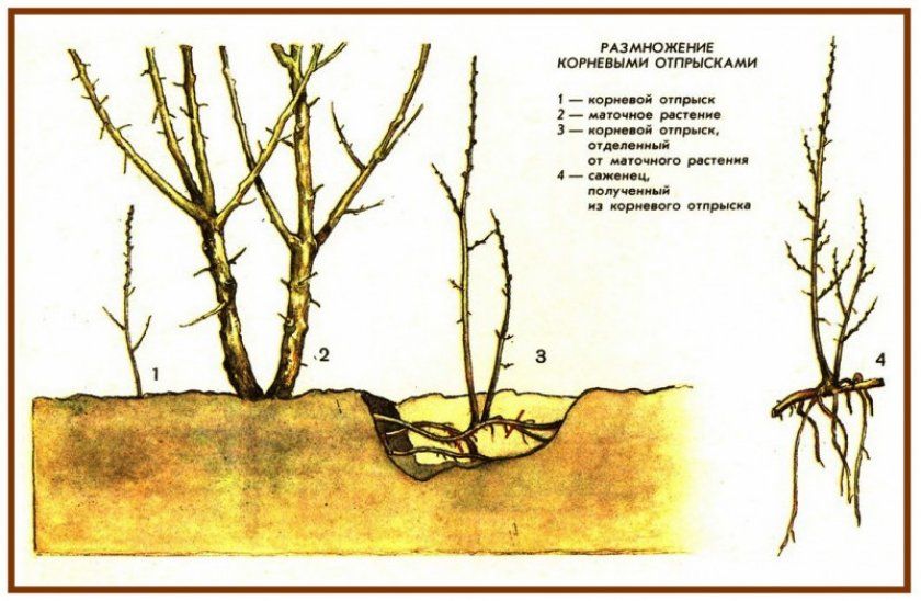Розмноження кореневими паростками
