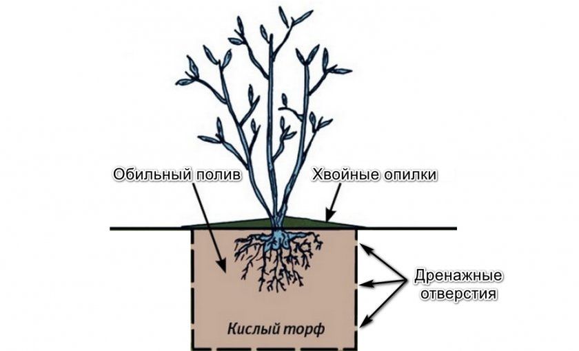 Схема посадки лохини