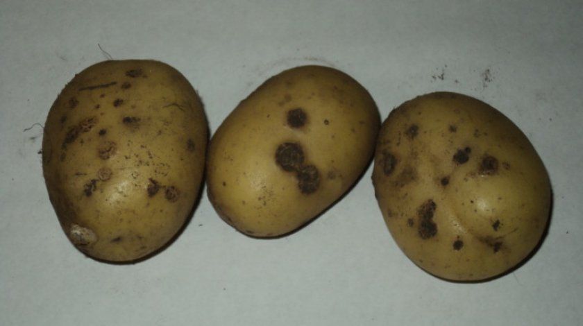 Звичайна парша картоплі
