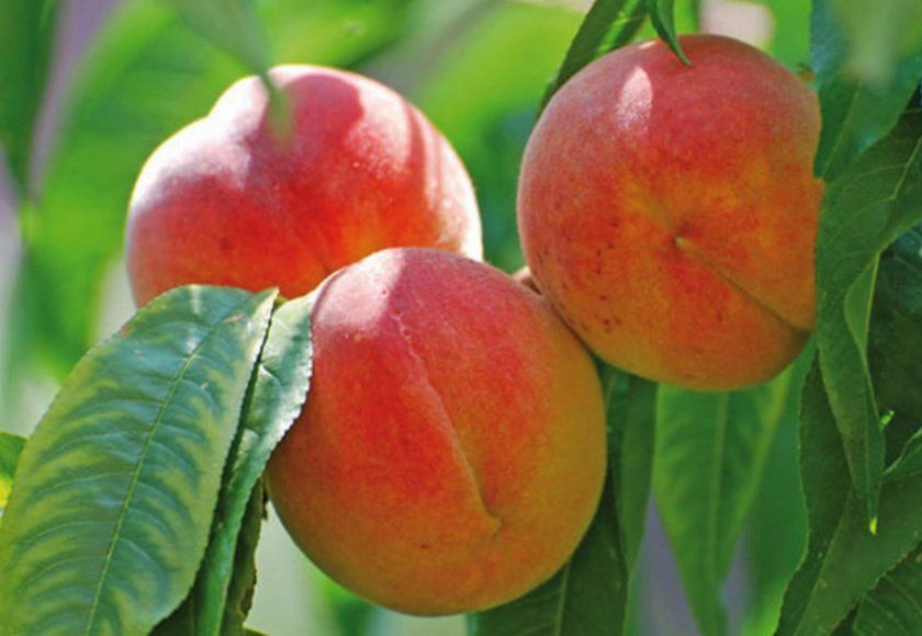 Плоди персика Кардинал