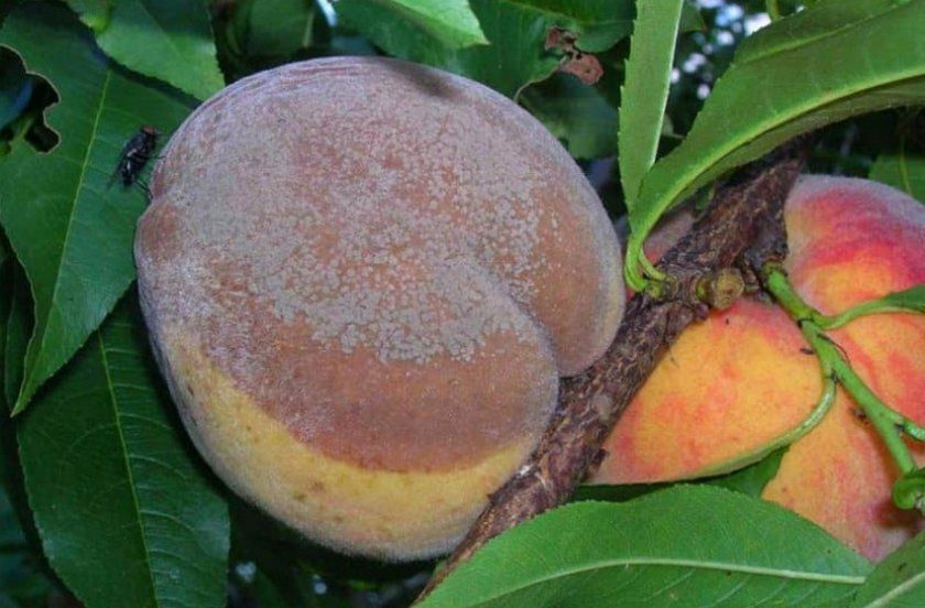 моніліоз персика