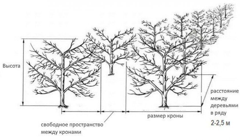 Схема посадки декількох дерев персика