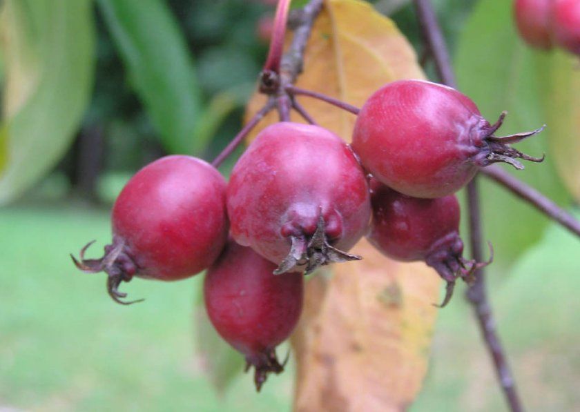 яблуня Пурпурова