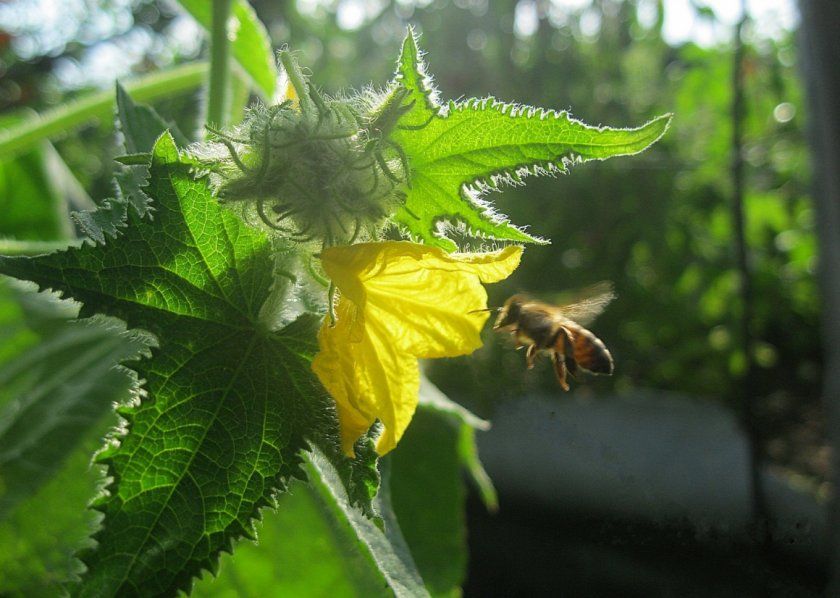 Бджола на квітці огірка
