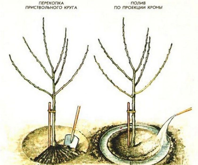 Схема поливу плодового дерева