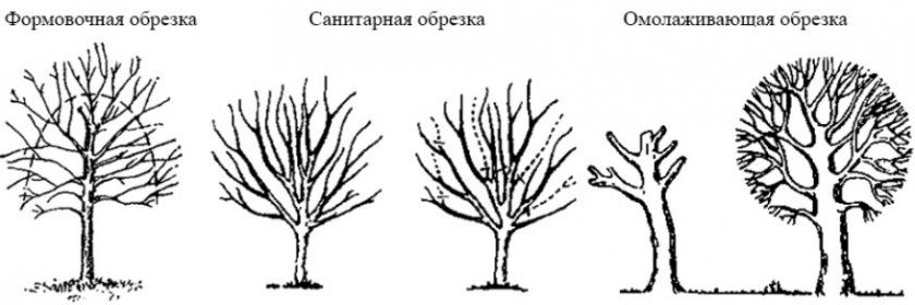 Типи обрізки плодових дерев