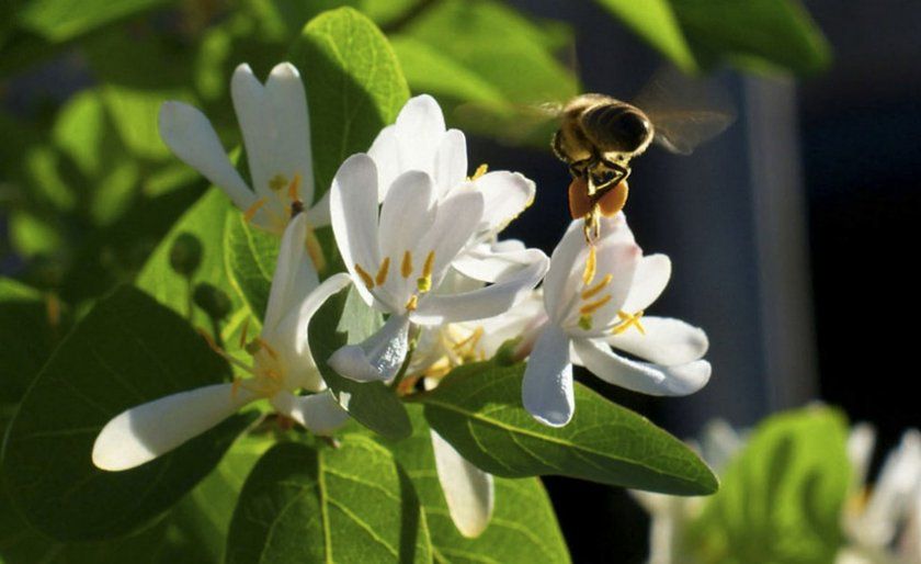 Бджола на квітці жимолості