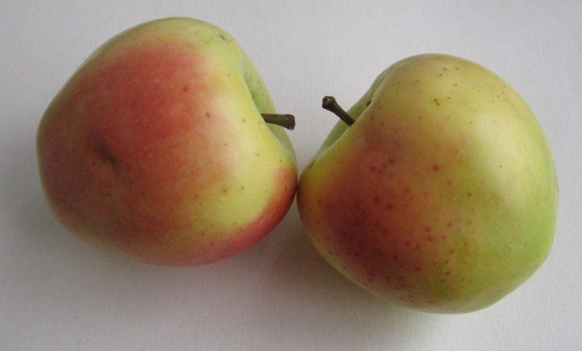 Плоди яблуні Корей