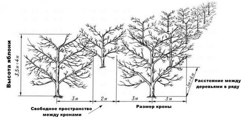Схема посадки дерев
