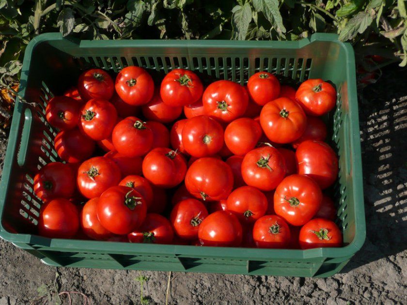 Урожай томатів Бобкат