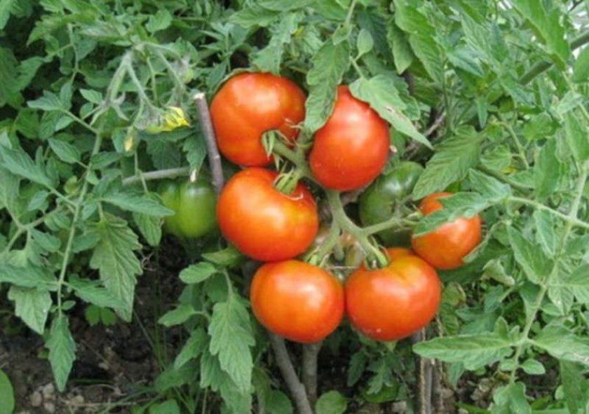 Сорт томата Сибірський скоростиглий
