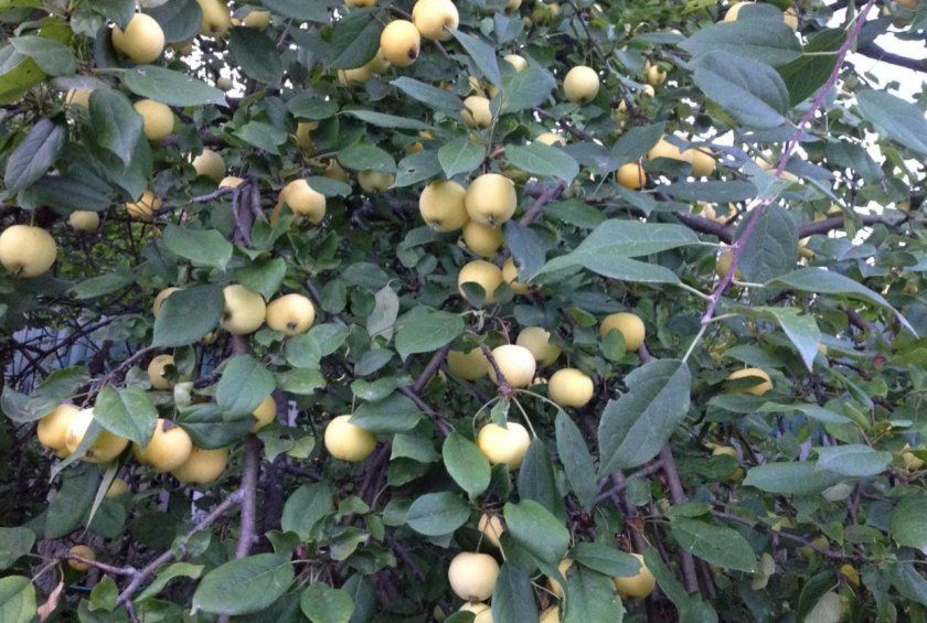 Плодоношення яблуні Уральське наливне