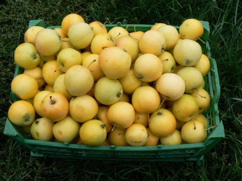 Збір врожаю яблук Уральське наливне