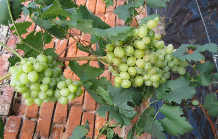 Сорт винограду Галахад