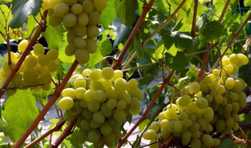 Сорт винограду Галахад