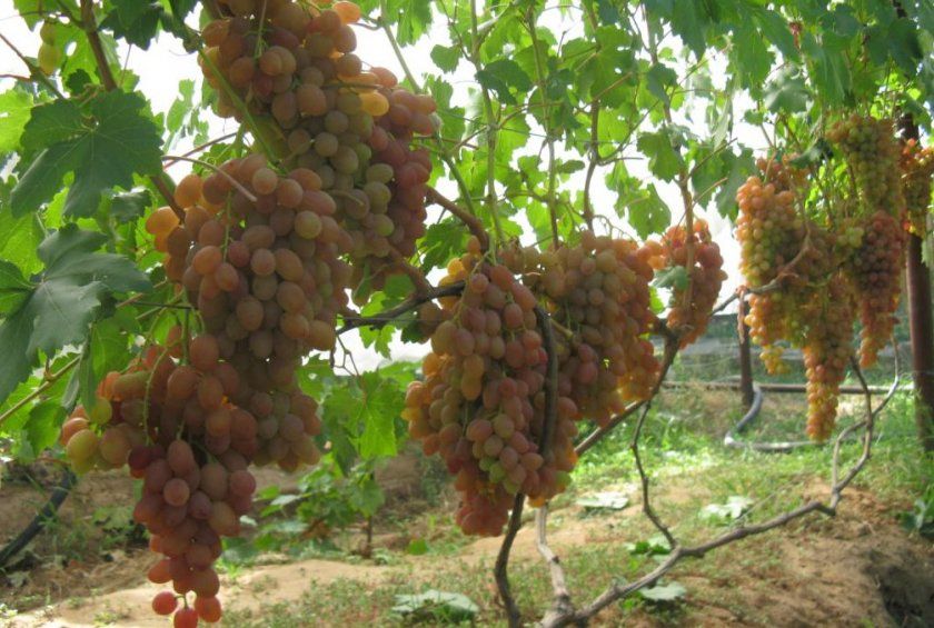 Вирощування винограду Хамелеон