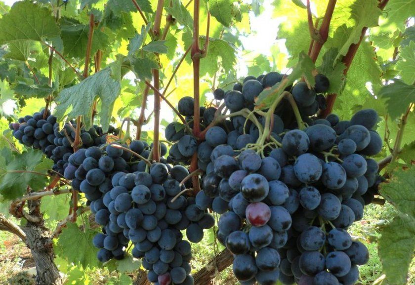 Урожайність винограду Руслан
