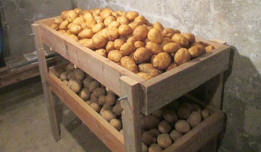 Зберігання картоплі в погребі