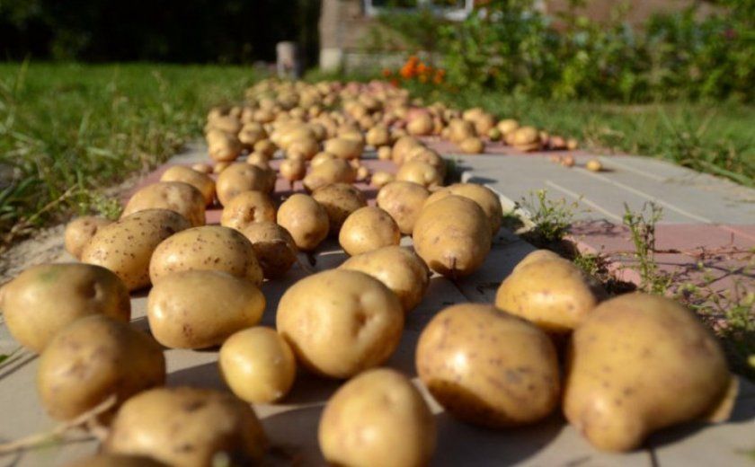 Підготовка картоплі до зберігання