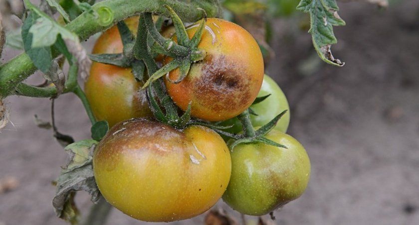 Фітофтороз на помідорах