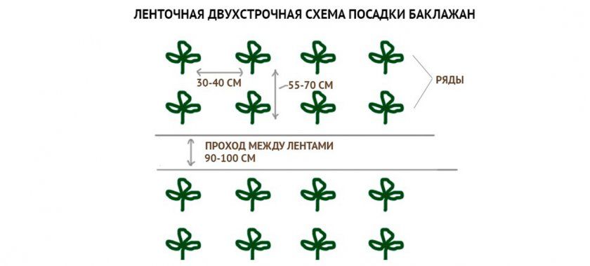 Схема посадки баклажанів