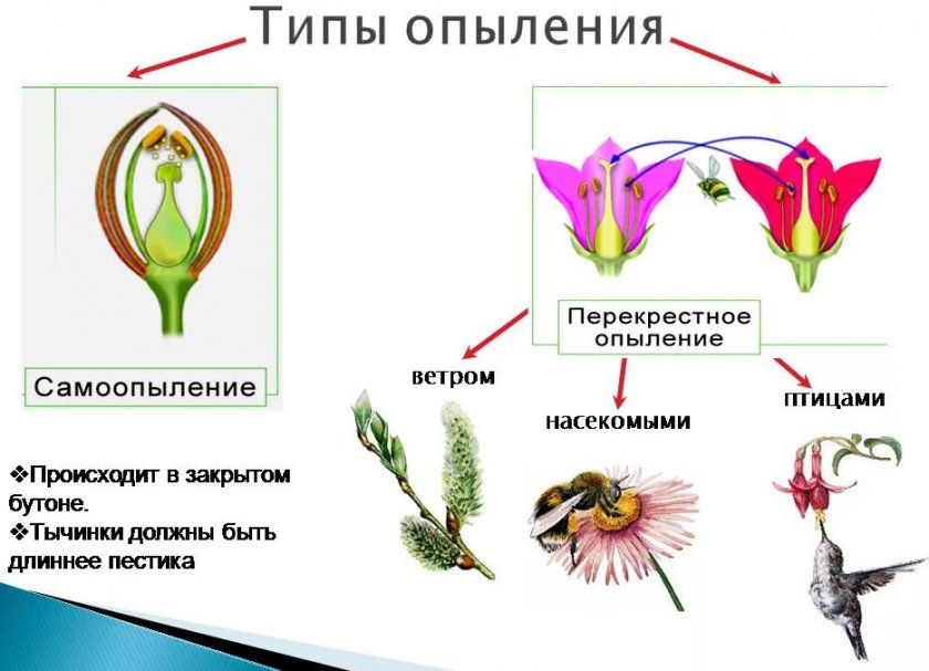 Схема запилення квіток