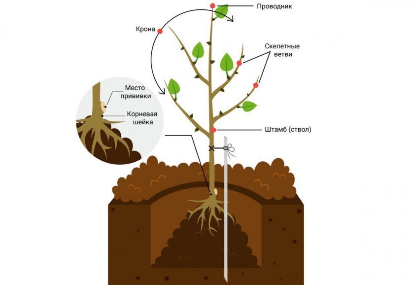 Схема посадки саджанця плодового дерева