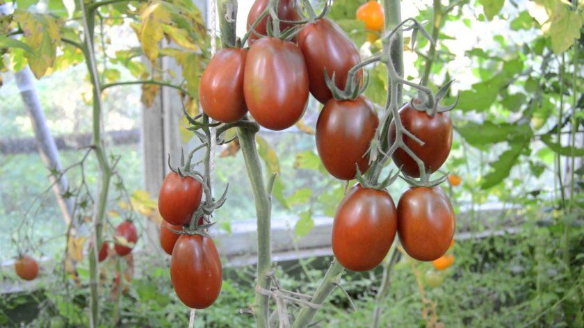 Підв'язування куща томата