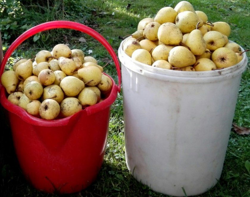 Урожай груші Чіжовская