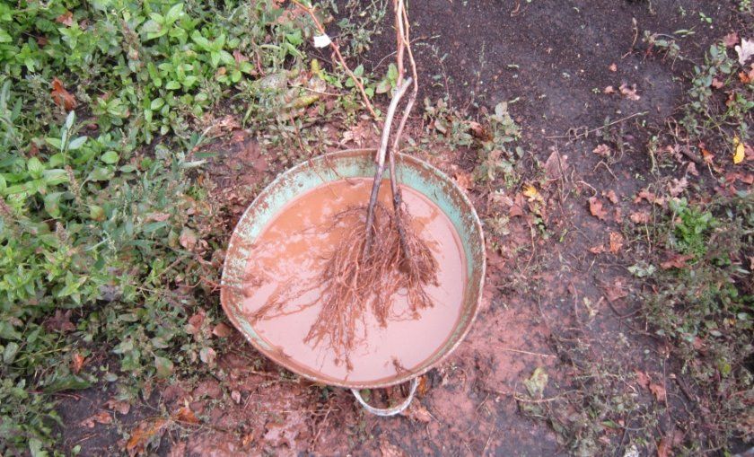 Замочування коренів саджанця в бовтанці